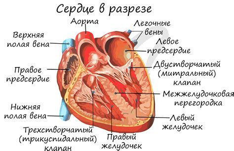 Работа сердца и легких