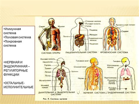 Работа систем органов в организме человека