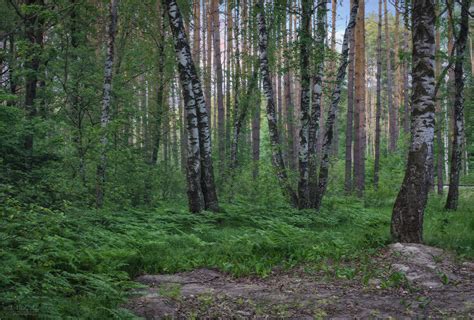 Равновесие в смешанном лесу: роль разнообразия