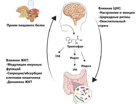 Равновесие организма и эффект на мозг