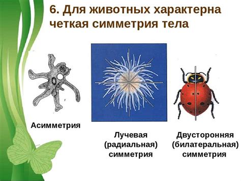 Радиальная симметрия: особенности и примеры