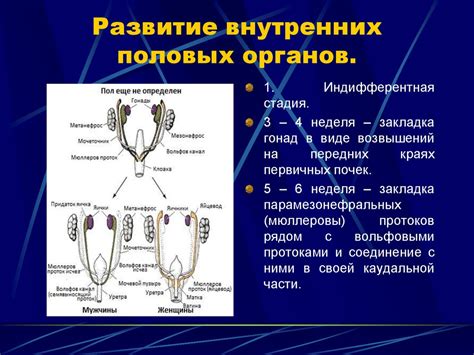 Развитие данных внутренних органов