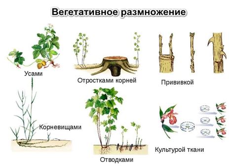 Развитие корневища в растениях