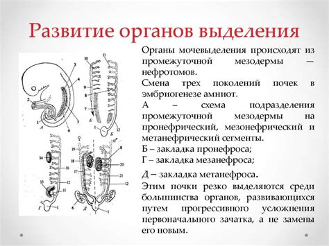 Развитие органов выделения