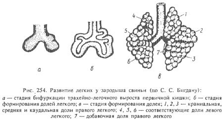 Развитие органов дыхания