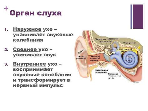 Развитие органов слуха и зрения