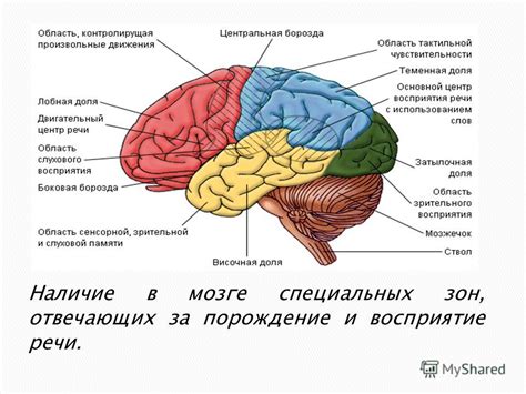 Разделение функций в головном мозге