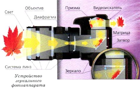 Раздел 2: Основные типы луп