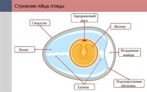 Раздел 7: Влияние питания на выделения и яичной желток