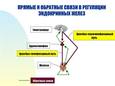 Различия в механизме регуляции