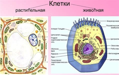 Различия в форме клеток растений в зависимости от их функций