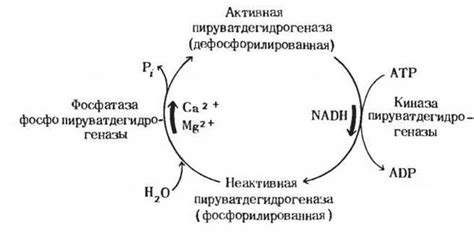 Различия лимонной и аскорбиновой кислоты