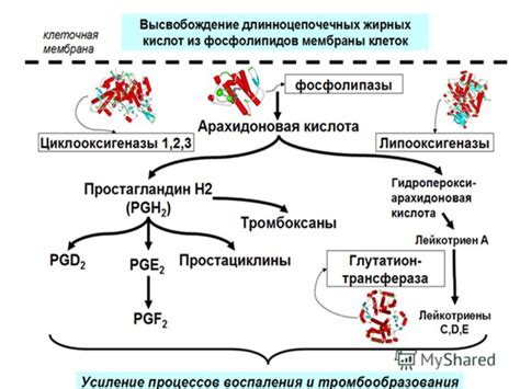 Различия между ЦОГ-1 и ЦОГ-2