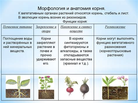 Различия между корнями и ризоидами