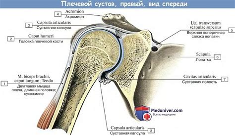 Различия между лопаткой и окорком