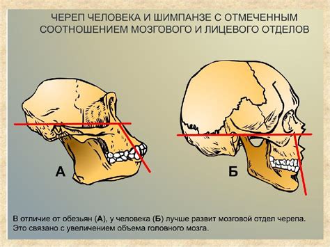 Различия черепа человека от черепов других млекопитающих