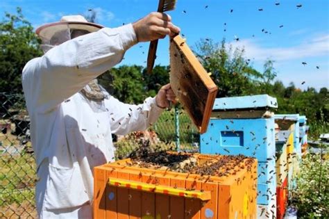 Различные варианты декора с использованием старых пчелиных рамок