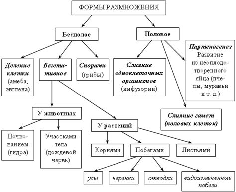 Различные виды олицетворений и их значение