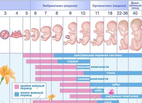 Различные осмотры у акушера после 11 недель