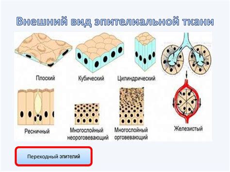 Различные типы гидратации