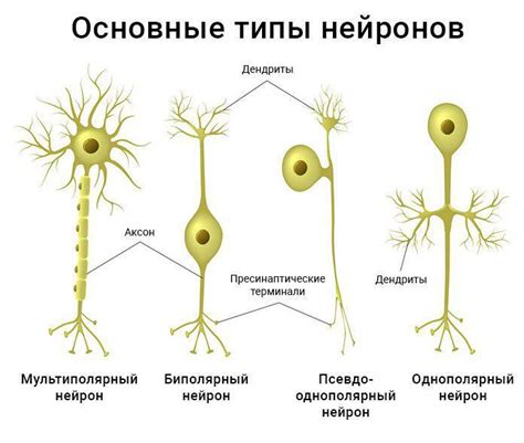 Различные типы нейронов: моторные, интеграторные и чувствительные