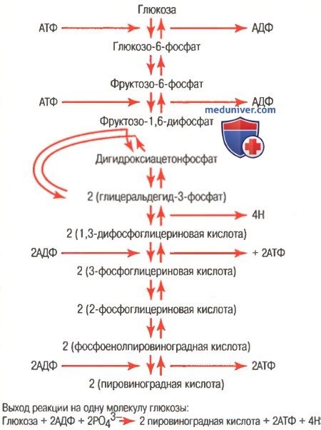 Разложение АТФ и выделение энергии