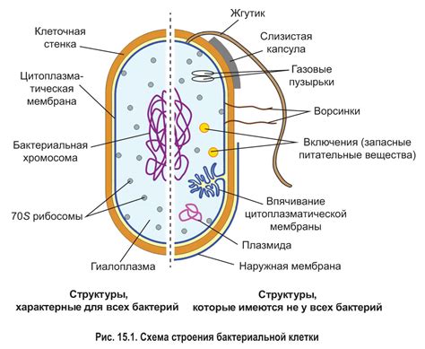 Размеры и состав рибосом: особенности прокариот и эукариот