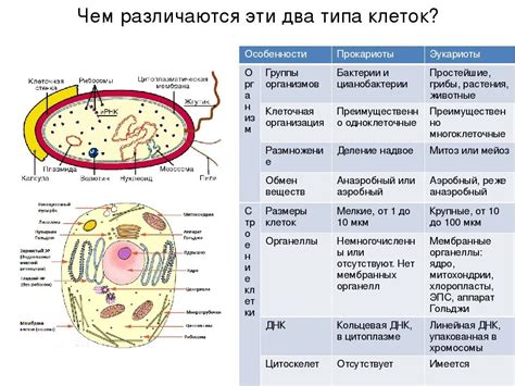 Размеры и формы эукариотических клеток