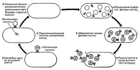 Размножение бактериофагов и их зона действия