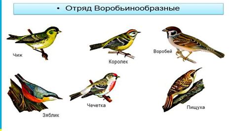 Размножение богомолов: жизненный цикл самцов и самок