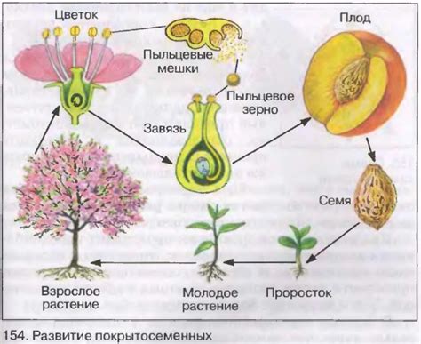 Размножение растений через семена