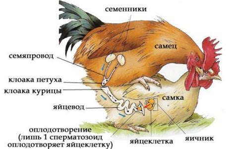 Размножение у петухов и кур