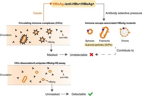 Разница между hbsag и anti hbs