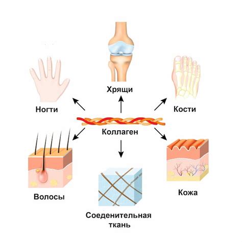 Разновидности снимков коллагена