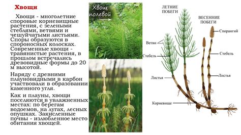 Разнообразие видов споровых растений