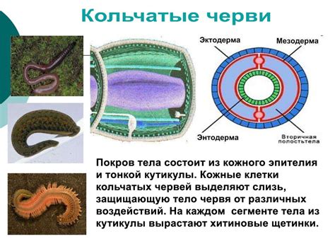 Разнообразие покровов животных