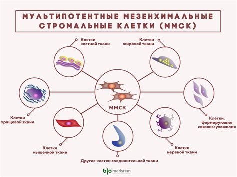 Разные типы миау