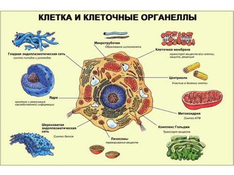 Разрушение клеточной структуры