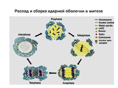 Распад ядерной оболочки