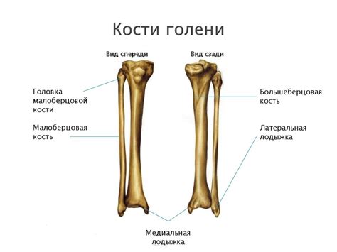 Расположение костей голени и бедра