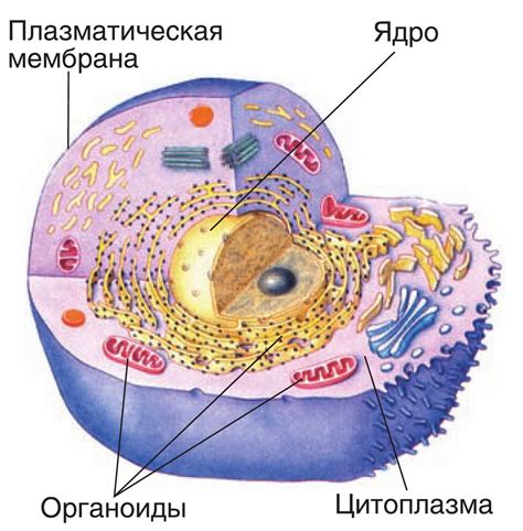 Расположение одного нуклеуса в центре клетки