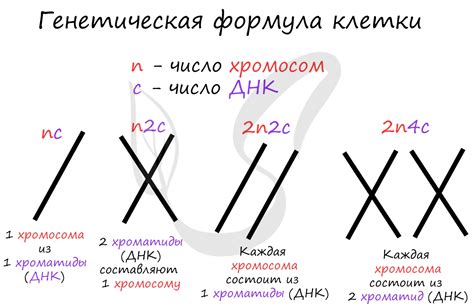 Расположение хромосом в экваториальной плоскости