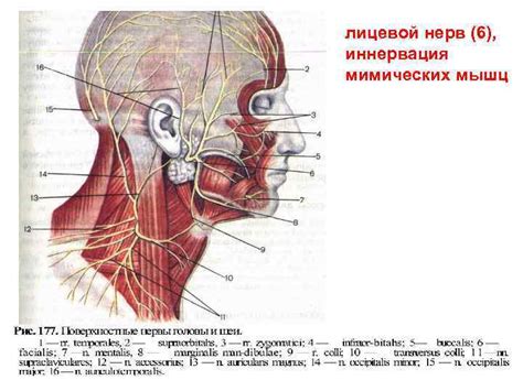 Распределение мышц и нервов