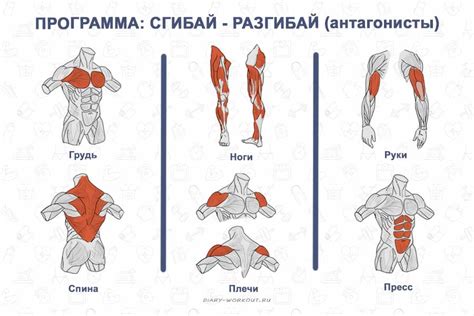 Распределение нагрузки на все группы мышц