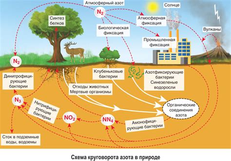 Распространение азота в атмосфере и его роль в экосистеме