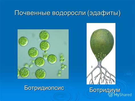 Распространение водорослей в естественной среде