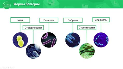 Распространение патогенных бактерий