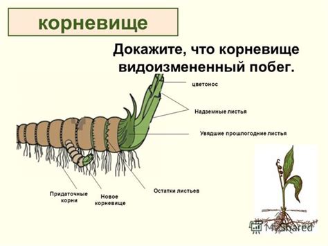 Распространение растений через корневище