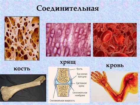 Распространение соединительной ткани в организме