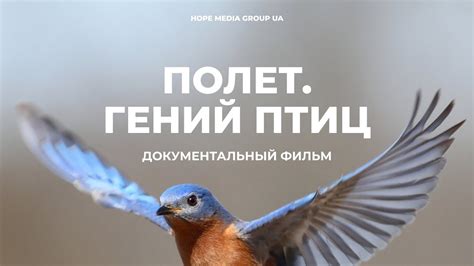 Распространенные мифы о появлении птиц на плече